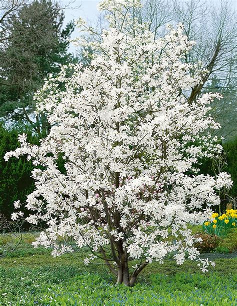 Magnolia X Loebneri 'Merrill' - Dr. Merrill Stern Magnolie